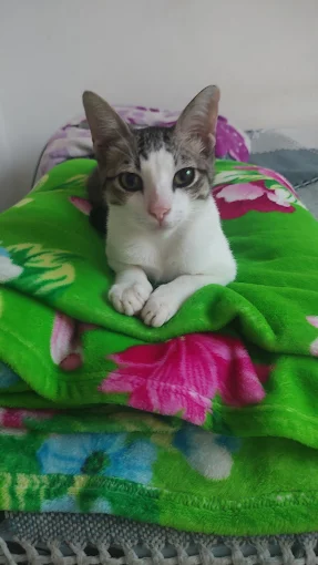 Pet atendido